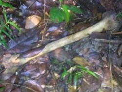 inbound6644169956219640102